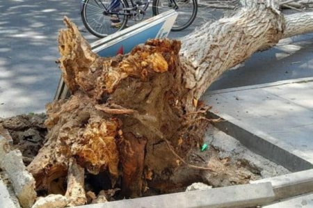 Bakıda ağac aşdı, bir nəfər xəsarət aldı - FOTO